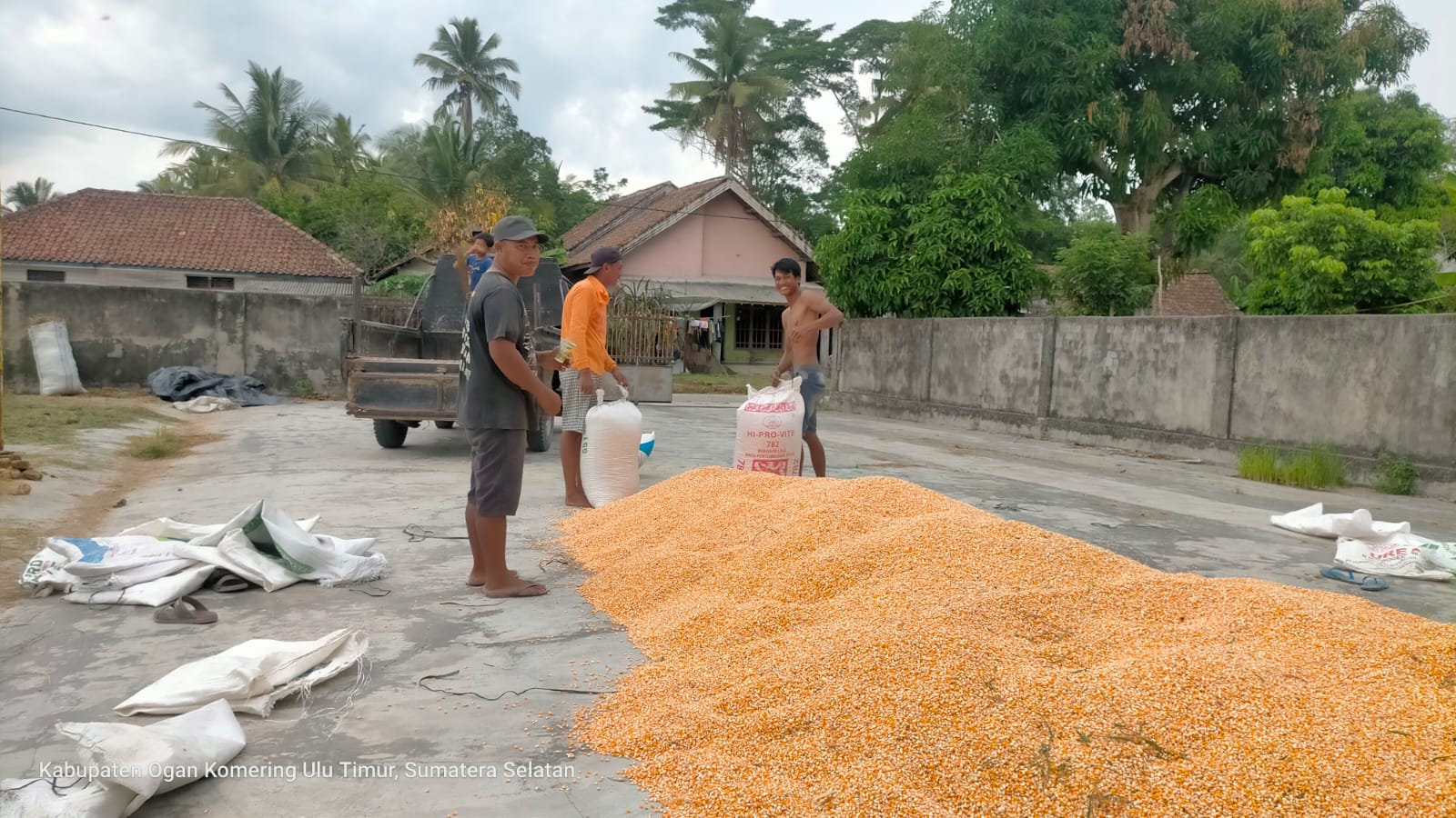 Alhamdulillah! Petani Senang Harga Jagung Stabil di OKU Timur