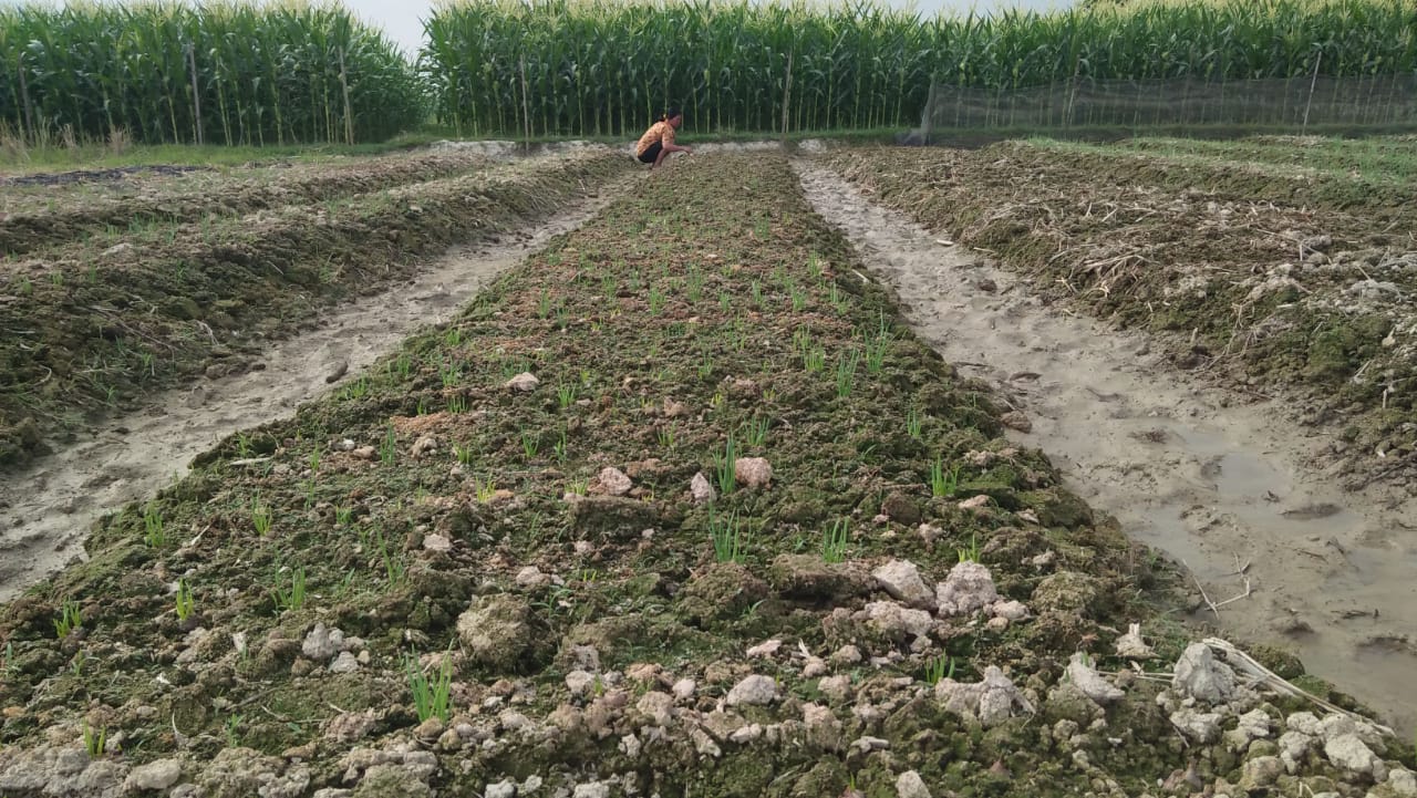 Petani Keluhkan Cuaca Tak Menentu, Khawatir Palawija Gagal Panen