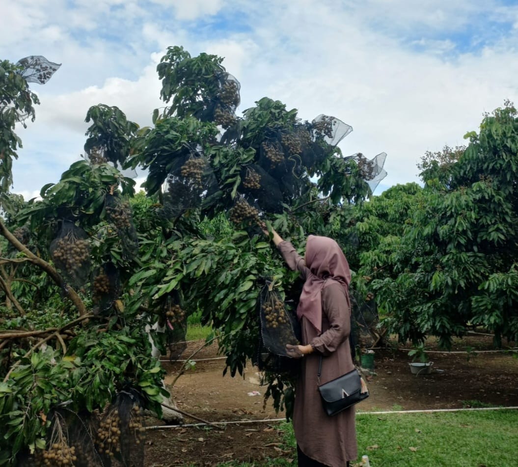 Mau Lengkeng Berbuah Sepanjang Tahun, Ini Rahasianya