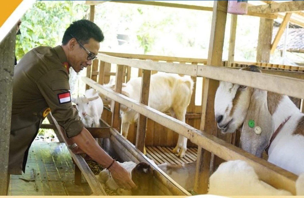 Usaha Ternak Kambing Warga Mendadak Dikunjungi Wabup OKU Timur