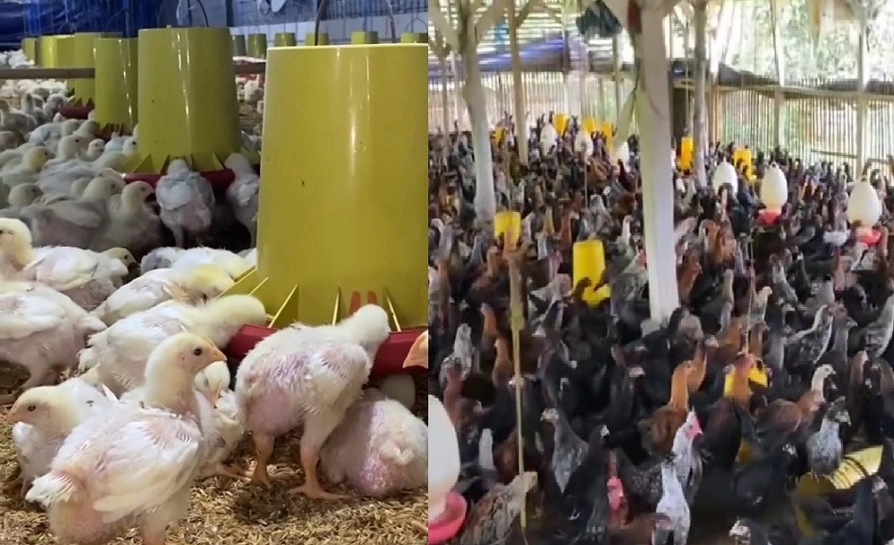 Bikin Untung Berlipat, Ini Pakan yang Bisa Buat Bobot Ayam Naik Menjadi Montok