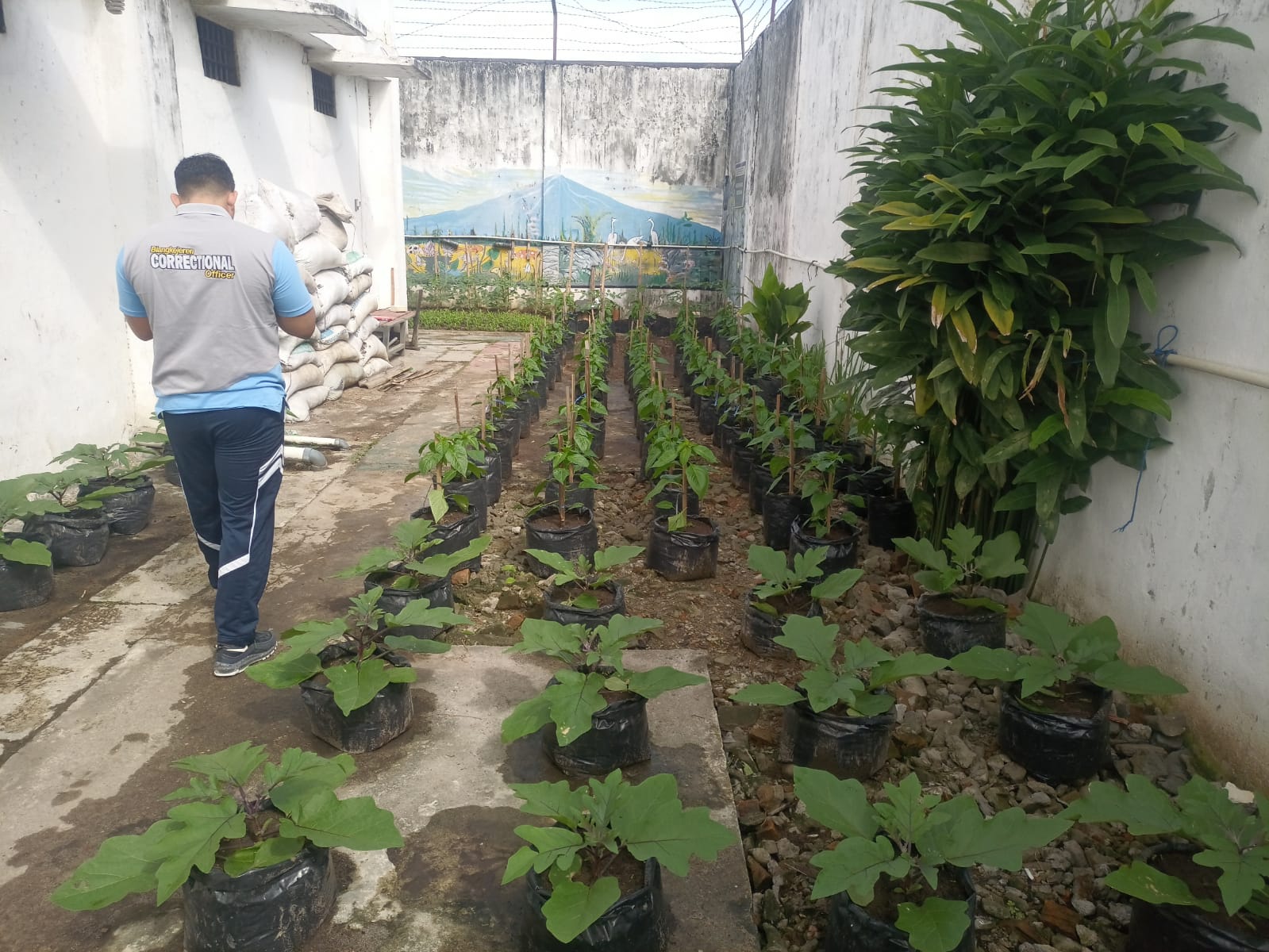 Pembinaan Keterampilan, Warga Binaan Diajarkan Budidaya Ikan Hingga Berkebun Sayur