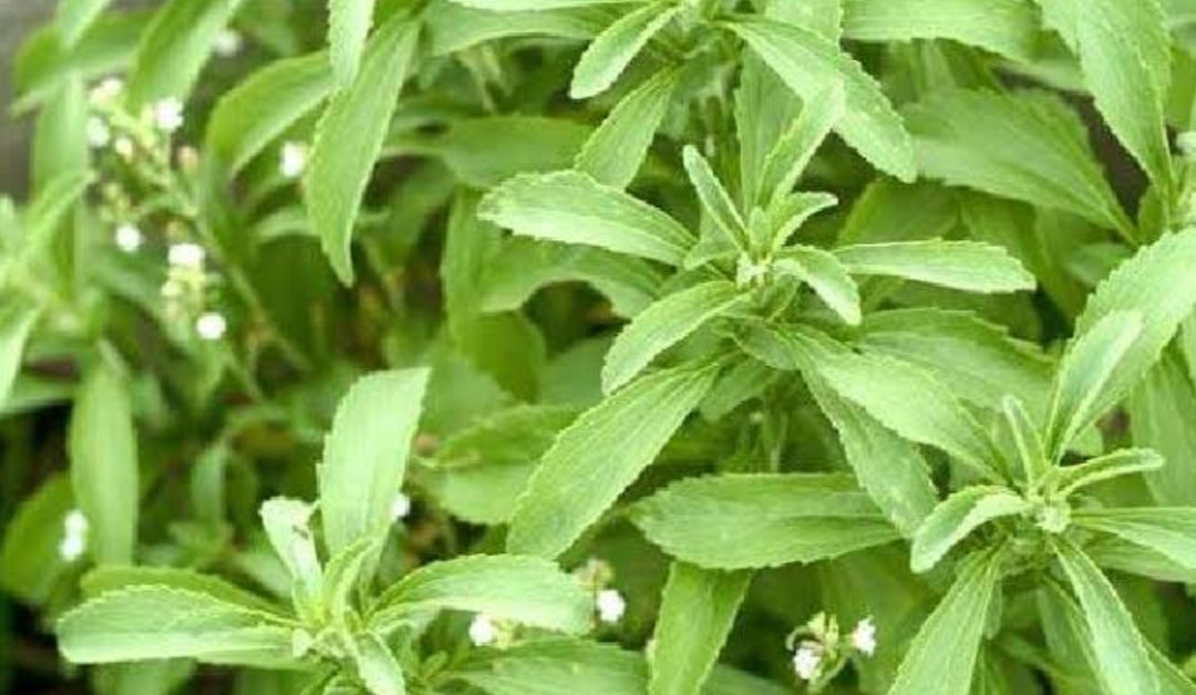 Benarkah Daun Stevia Bisa Mencegah Kerutan Kulit? Simak Selengkapnya
