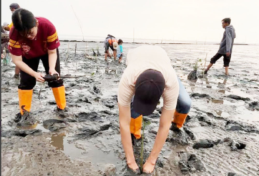 Peduli Hijaukan Pesisir Timur Jawa, KAI Logistik Tanam 2.000 Mangrove
