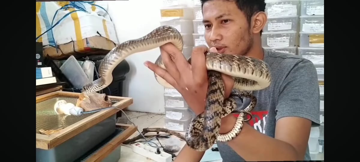 Waspada, 10 Jenis Ular yang Sering Masuk Rumah, Ada yang Berbisa Sangat Tinggi