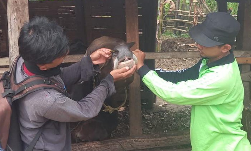 Stok Hewan Kurban di OKU Timur Surplus, Melimpah hingga 27 Ribu Ekor