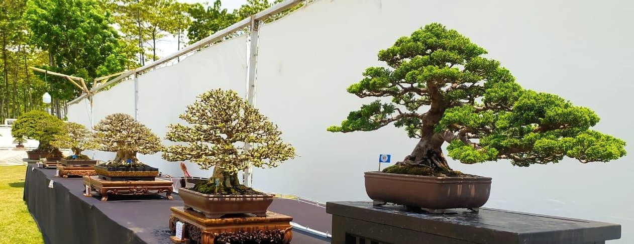 600 Bonsai Rencananya Meriahkan Pameran Nasional Bonsai Sumeks 2023, Cek Persiapannya Sampai Dimana