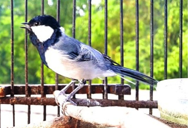 9 Burung Emprit yang Populer, Walau Kecil Bersuara Merdu, Cocok untuk Penunggu Teras Rumah