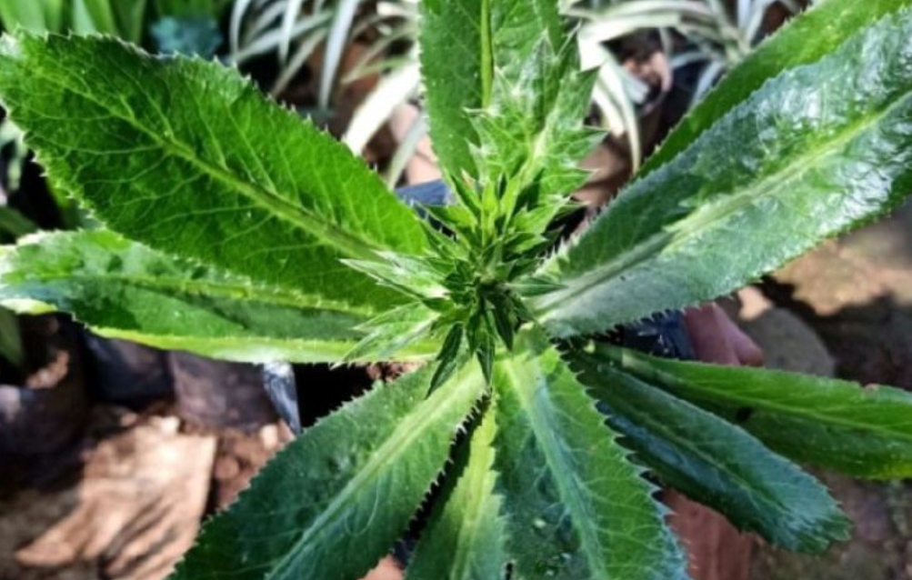 Menghilangkan Bau Badan dengan Daun Walangitan: Solusi Alami dan Efektif