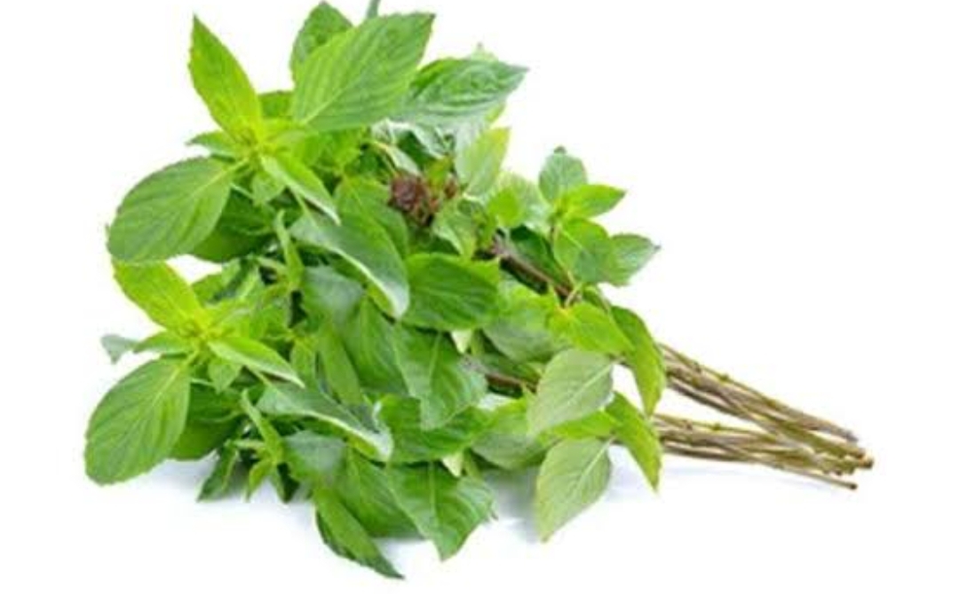 Memiliki Aroma Harum yang Khas, Ternyata Daun Kemangi Ampun Dalam Mengatasi Masalah Pernapasan