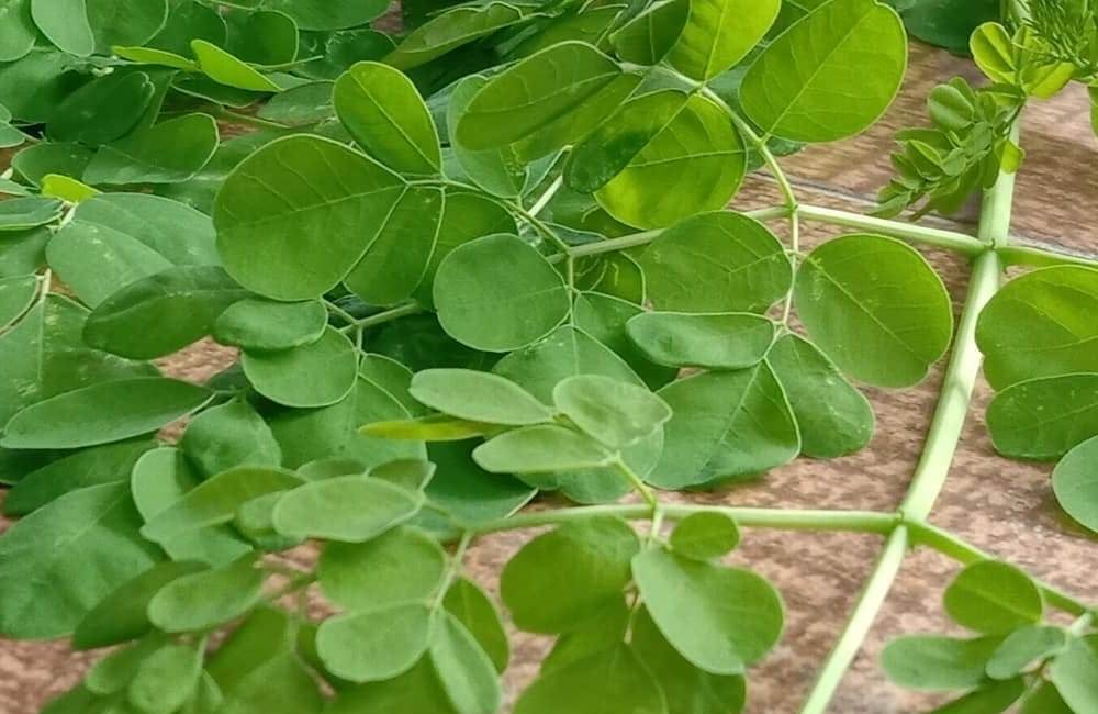 Cara Mudah Melancarkan Percernaan Secara Alami Cukup dengan Daun Kelor, Begini Pengolahannya