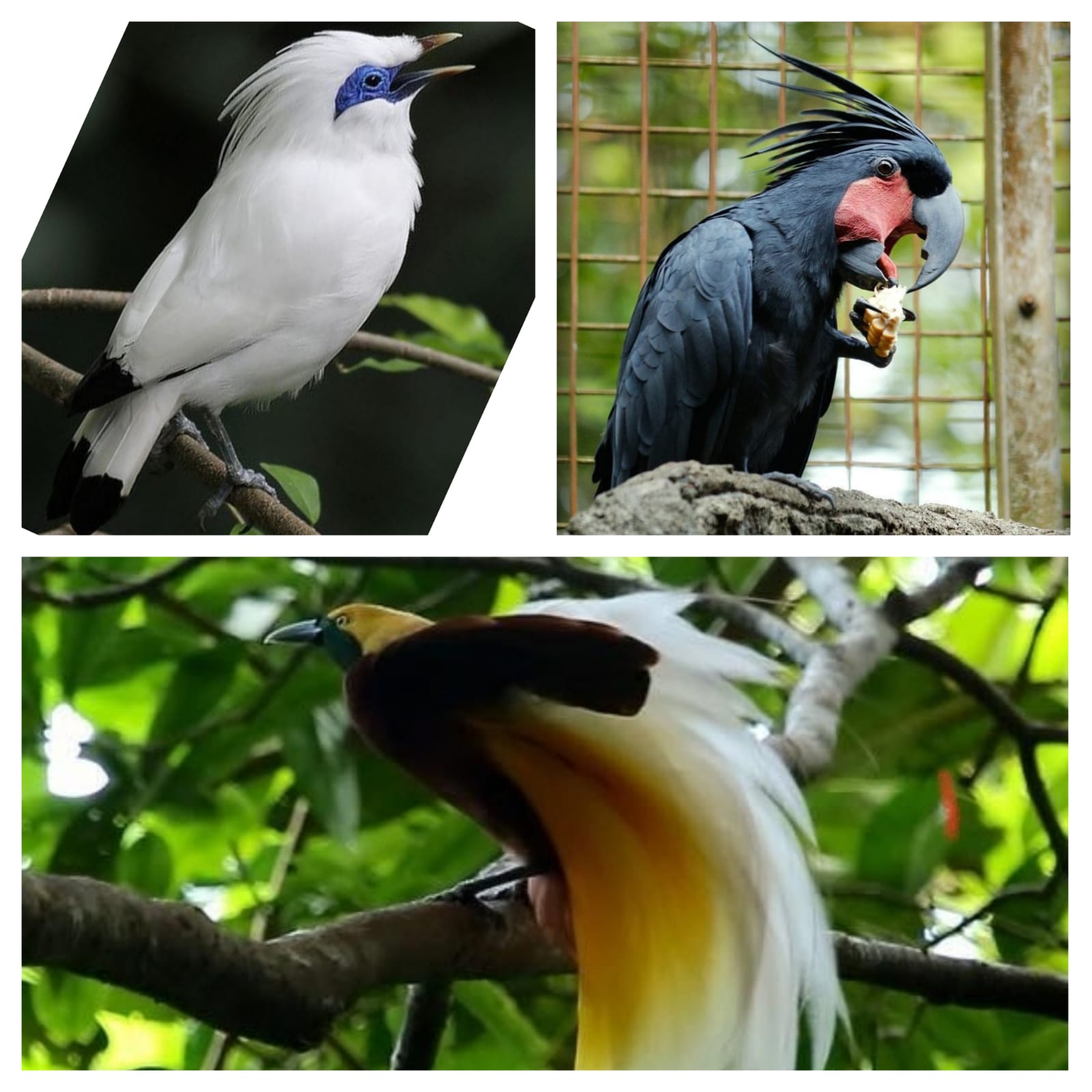 7 Burung Cantik Indonesia yang Mendunia, Nomor 2 Banyak di Sekitar Sawah, Ada Sebagian juga Hampir Punah