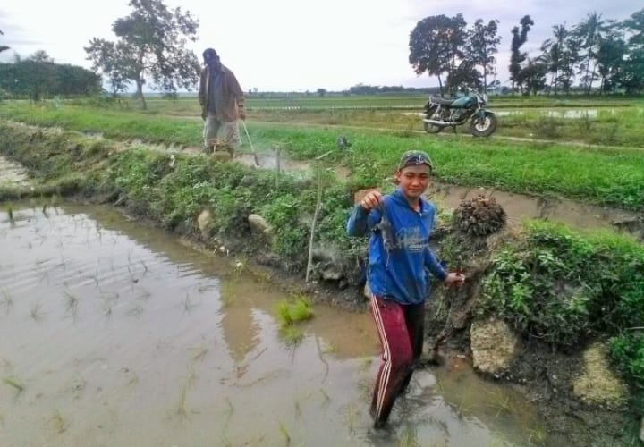 Waspadai Hama Tikus, Petani Semendawai Suku III Lakukan Pengomposan