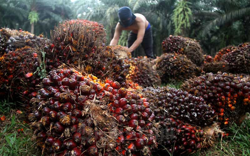 Harga Sawit Lagi Bersahabat Nih, TBS Mencapai Rp2. 000 per kg, Petani Pun Senang