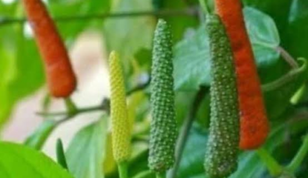 Sering Menjadi Ramuan Herbal, Cabe Jawa Ampuh Meredakan Radang Tenggorokan