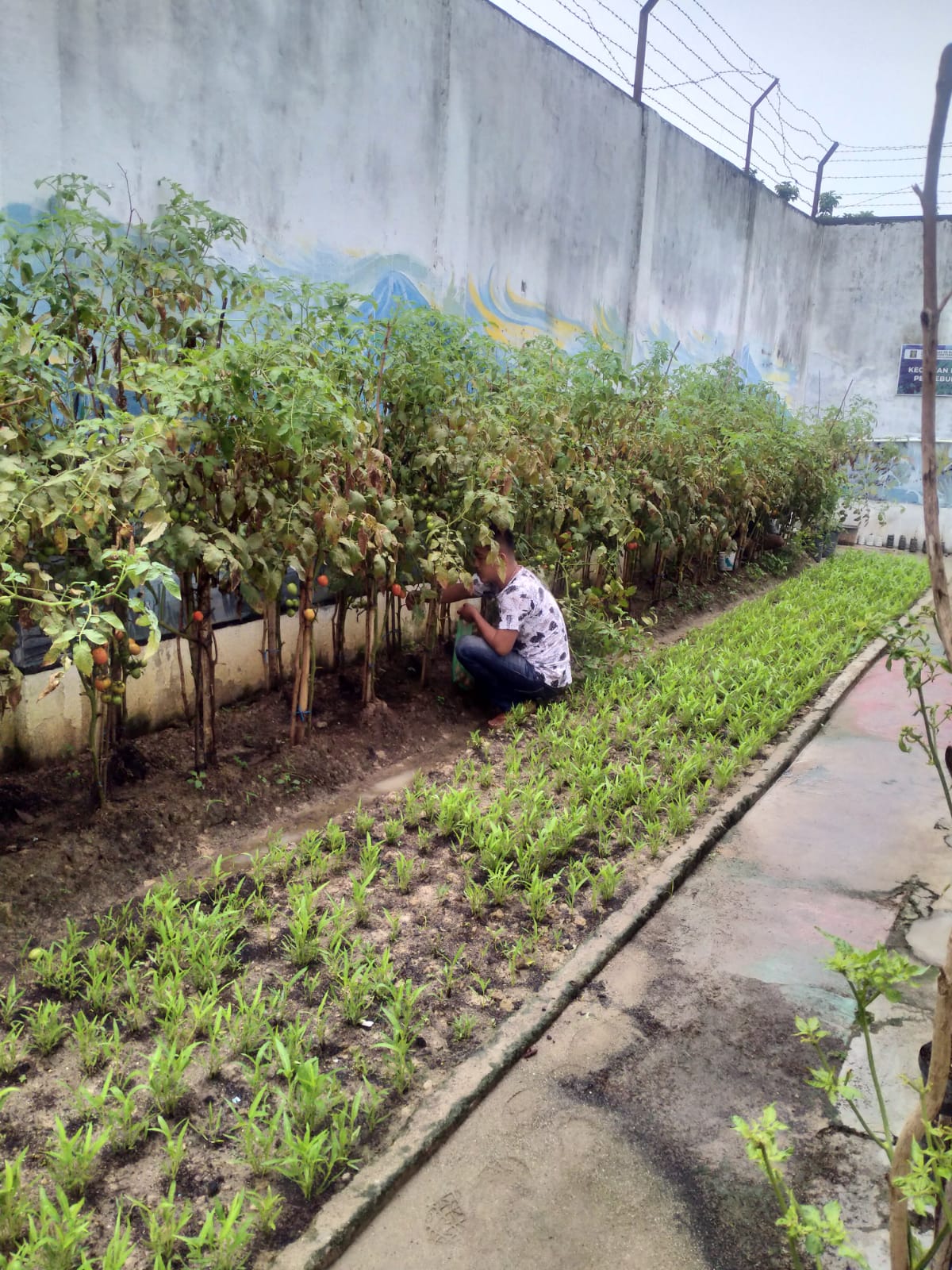 Hasil Tanaman  Sayur WBP di Jual Kepasar Lokal, Pembinaan Oleh Lapas Kelas IIB Martapura