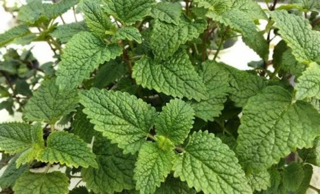 Ingin Tidur Berkualitas dan Nyenyak? Daun Lemon Balm Bisa Menjadi Solusi 