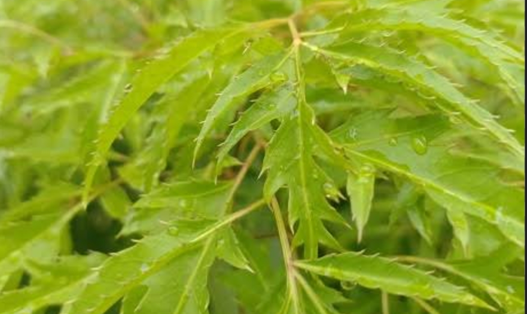 Daun Berlangkas Menjadi Alternatif Pengobatan Bagi Penderita Batuk Berdahak
