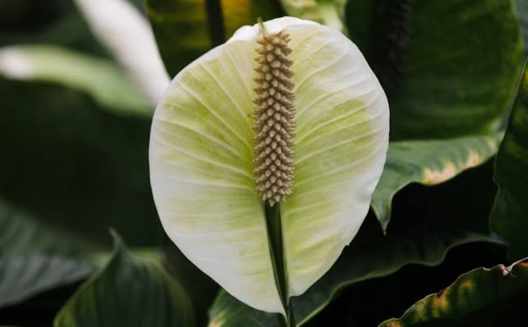 Meningkatkan Kualitas Tidur dengan Bunga Peace Lily: Solusi Alami untuk Tidur yang Lebih Nyenyak