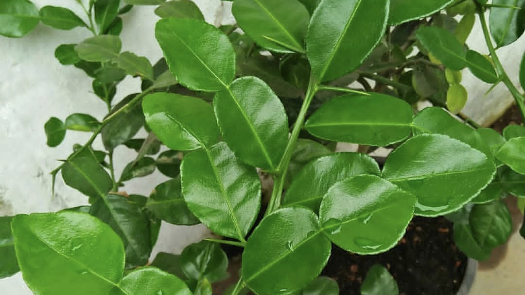 Rahasia Alami Mengatasi Kesshatan Mulut dengan Daun Jeruk