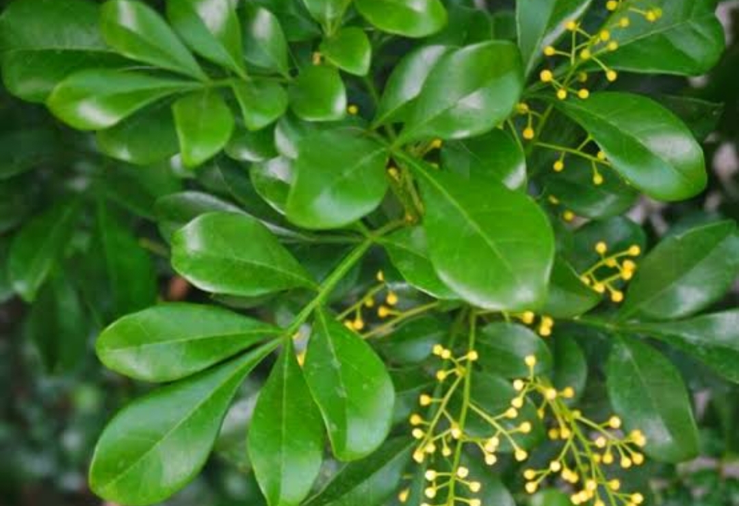 Daun Pacar Cina: Solusi Alami untuk Menyembuhkan Perut Kembung