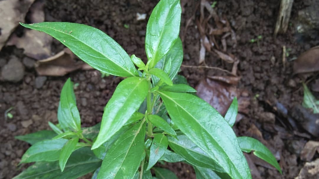 5 Bahan Obat Alami Mengatasi Penyakit Liver