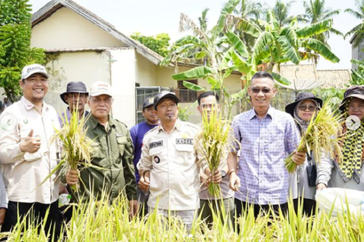 Metode Salibu Padi, Wabup Yudha: Lebih Menguntungkan, Panen Bisa 7 Kali