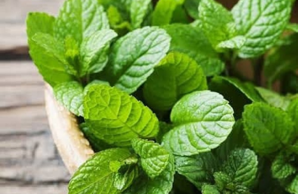 Daun Peppermint, Solusi Alami untuk Meredakan Sakit Kepala