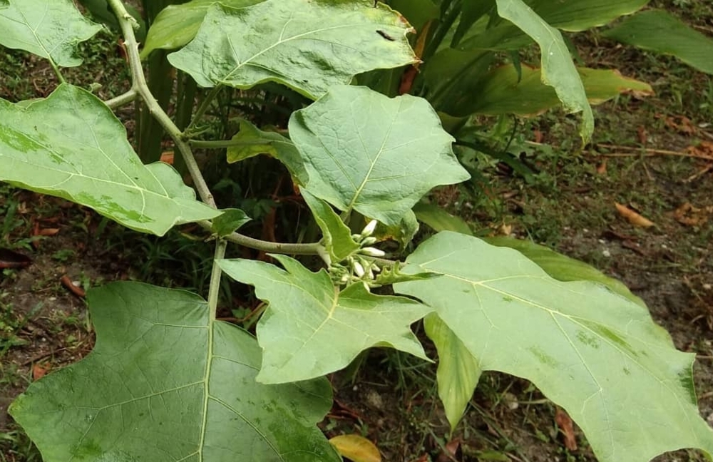 Meredakan Perut Kembung dengan Mengonsumsi Daun Takokak 