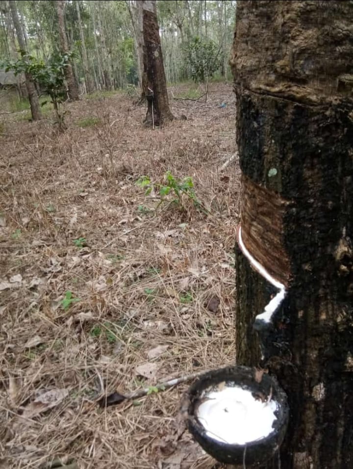 Musim Hujan Produksi Getah Turun, Petani Karet Ngeluh