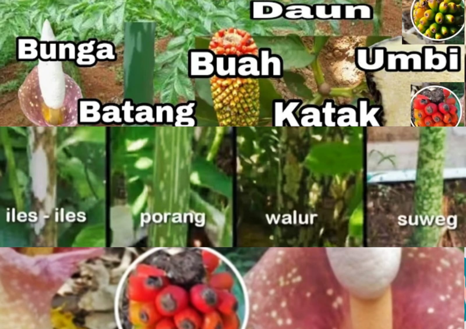 Cek di Sini, Bagaimana Ciri Khas dan Perbedaan Porang dengan Tanaman Serupa