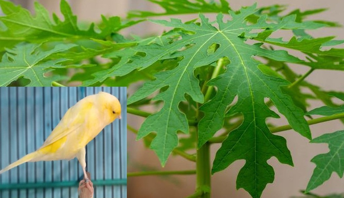 Selain Mengobati Cacingan Pada Burung Kenari, Ternyata Daun Pepaya Juga Mampu Meningkatkan Nafsu Makan