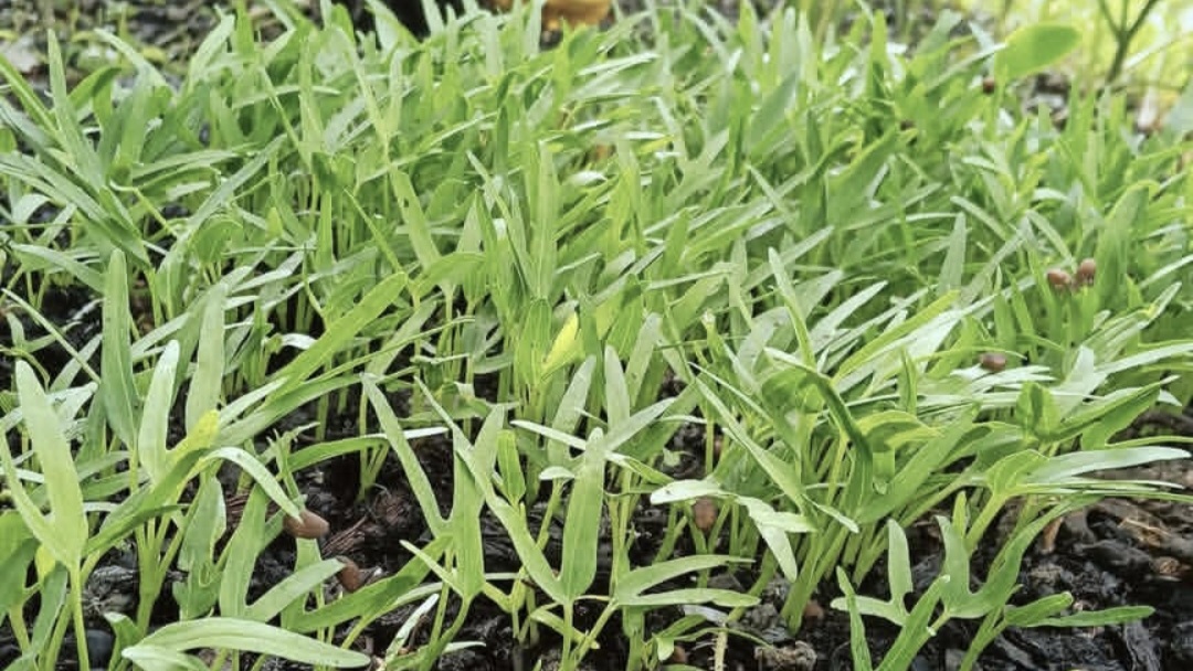 Manfaat Kangkung, Jenis Sayuran yang Mengandung Banyak Vitamin