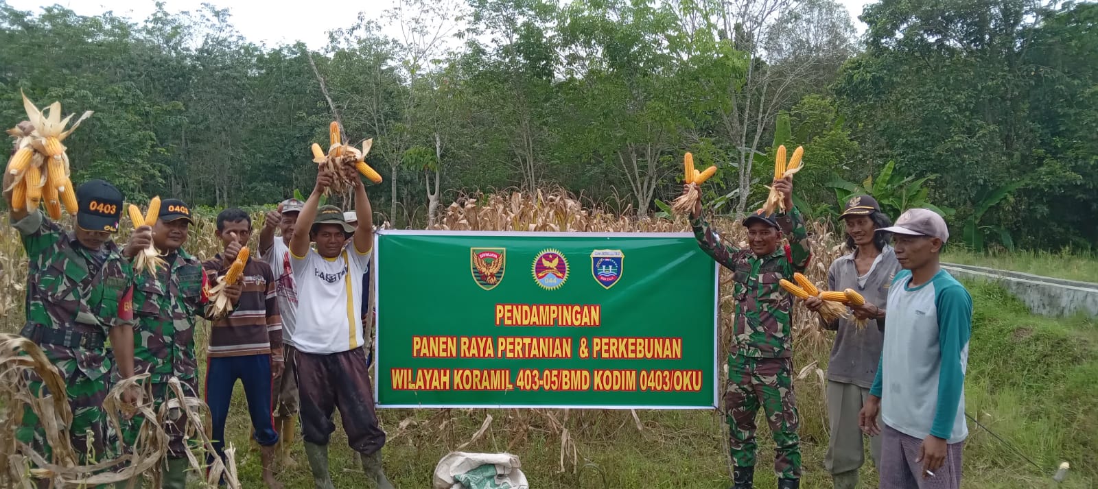 Babinsa Pelita Jaya Serda Elyas Bagus Setiawan Dampingi Petani Panen Jagung