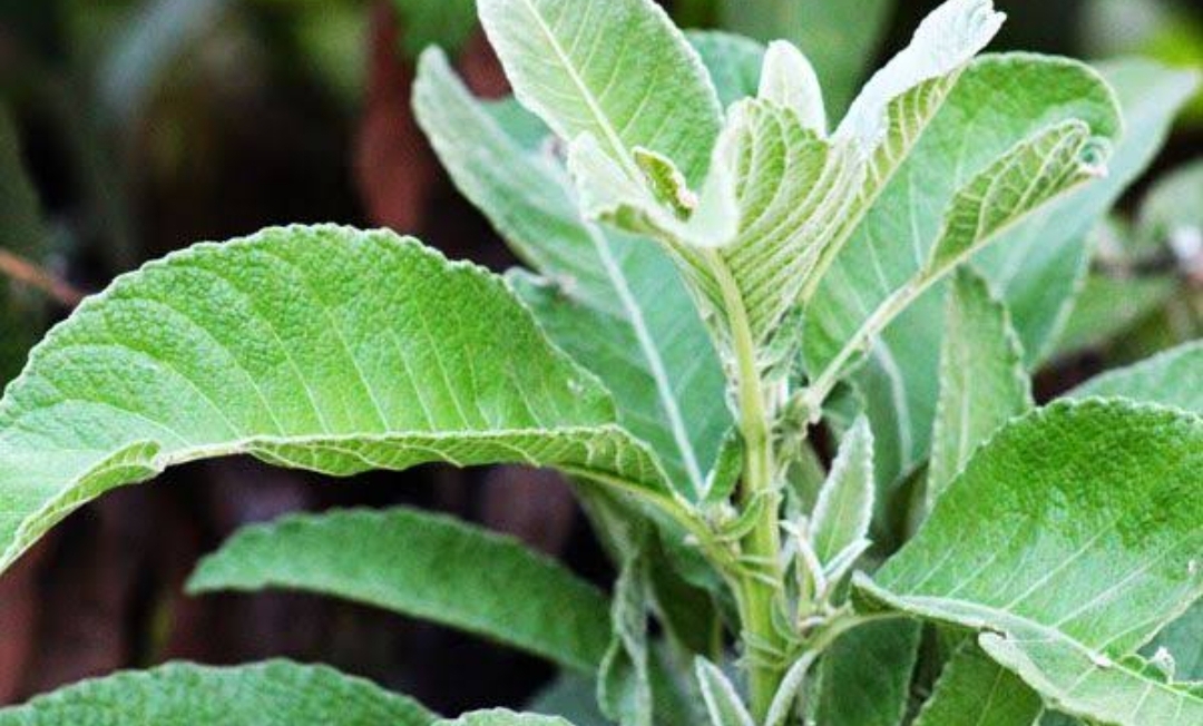 Teh Daun Sembung: Solusi Alami untuk Mencegah Batu Ginjal