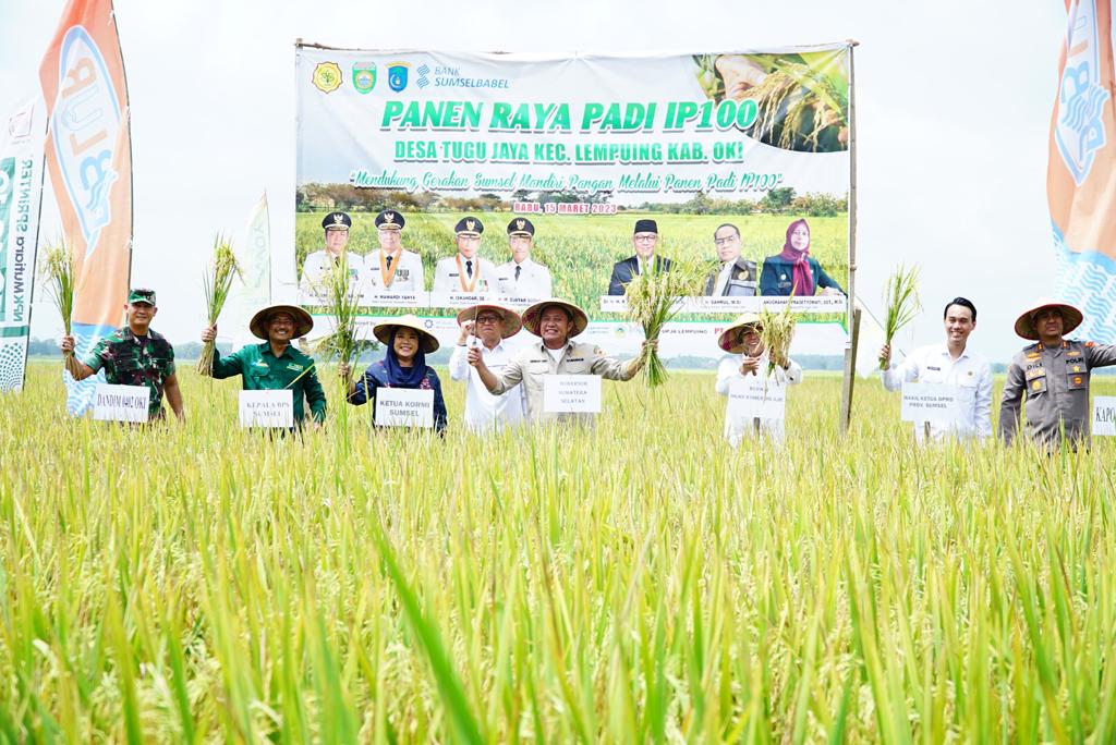 Padi Sawah Mulai Panen, Gubernur Sumsel Ucap Bangga, Tempatkan 100 P2EP