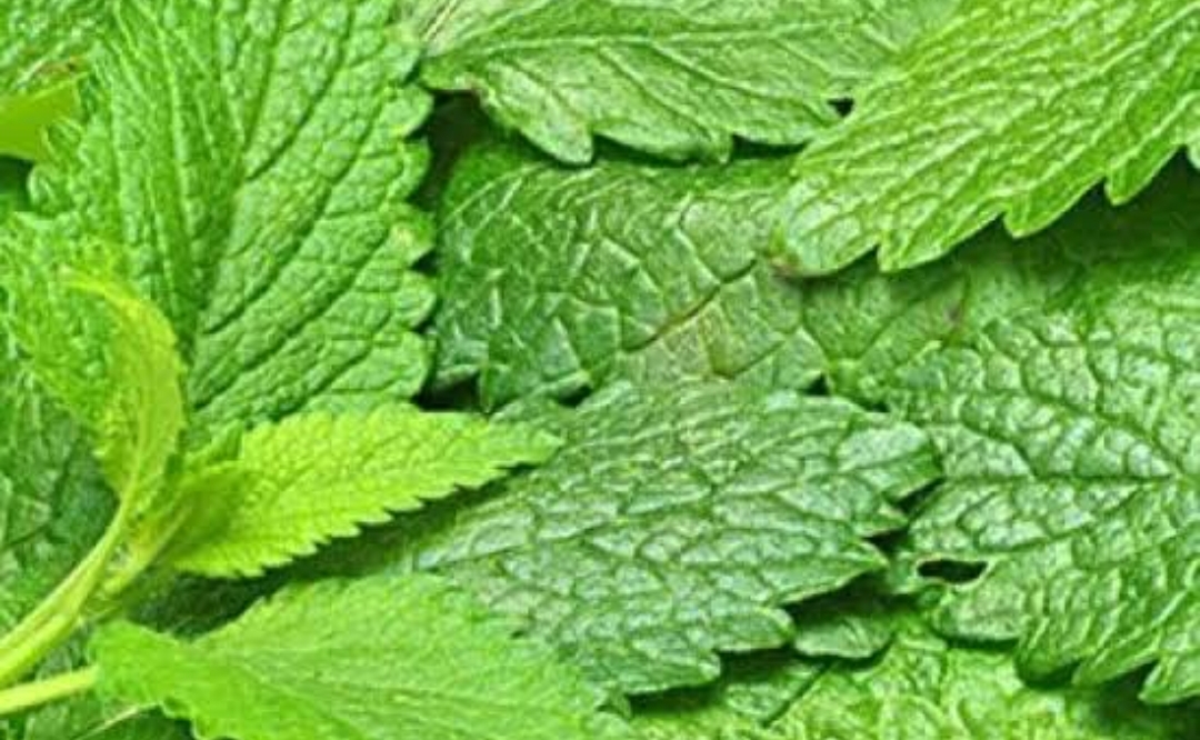 Daun Lemon Balm Bermanfaat Dalam Mengurangi Peradangan
