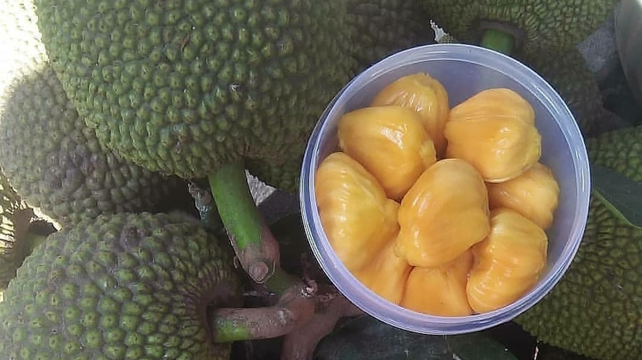 Rutin Mengkonsumsi Buah Nangka Bisa Redakan Penyakit Apa? Berikut 5 Daftarnya