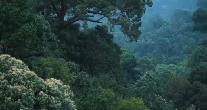 Ternyata Hutan Bukit Barisan Tercatat Salah Satu Hutan Paling Angker di Sumatera, Ini Alasannya