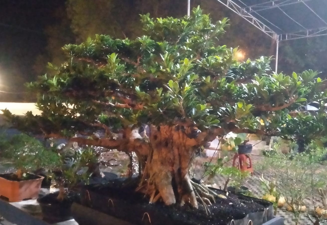 Mulai Berdatangan, JANGAN LUPA! Pameran Bonsai Nasional di OKU Timur, Cek Tanggal dan Lokasinya di Sini