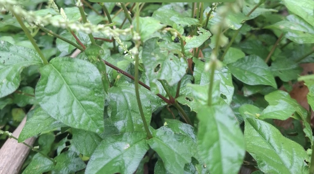 Daun Jarong: Mampu Atasi Masalah Kesehatan Pencernaan dan Pernapasan