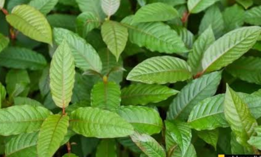 Menyiasati Nyeri Otot dengan Daun Kratom: Alternatif Pengobatan yang Semakin Dikenal