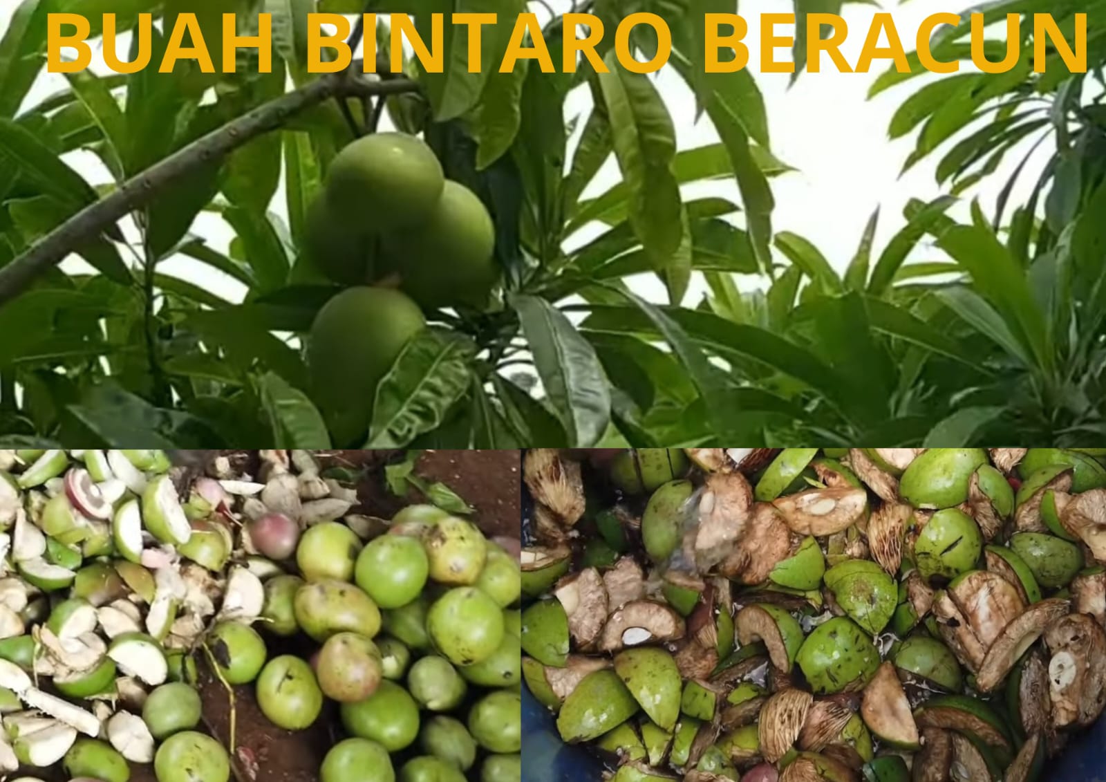 Segudang Keajaiban Buah Bintaro, Diantaranya sebagai Senjata Alam untuk Mengusir Hama