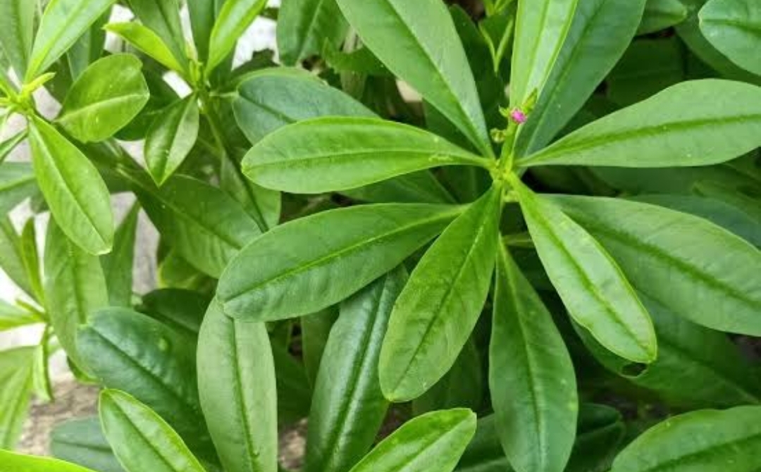 Daun Gingseng: Rahasia Alami untuk Meningkatkan Fungsi Otak