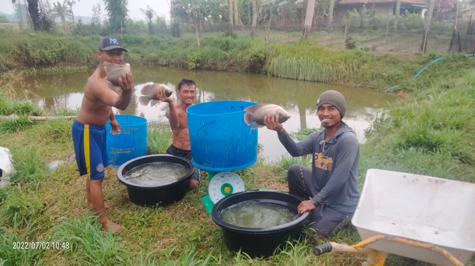 Coba Nih! Ternyata Usaha Ternak Ikan Gurame Cukup Menguntungkan