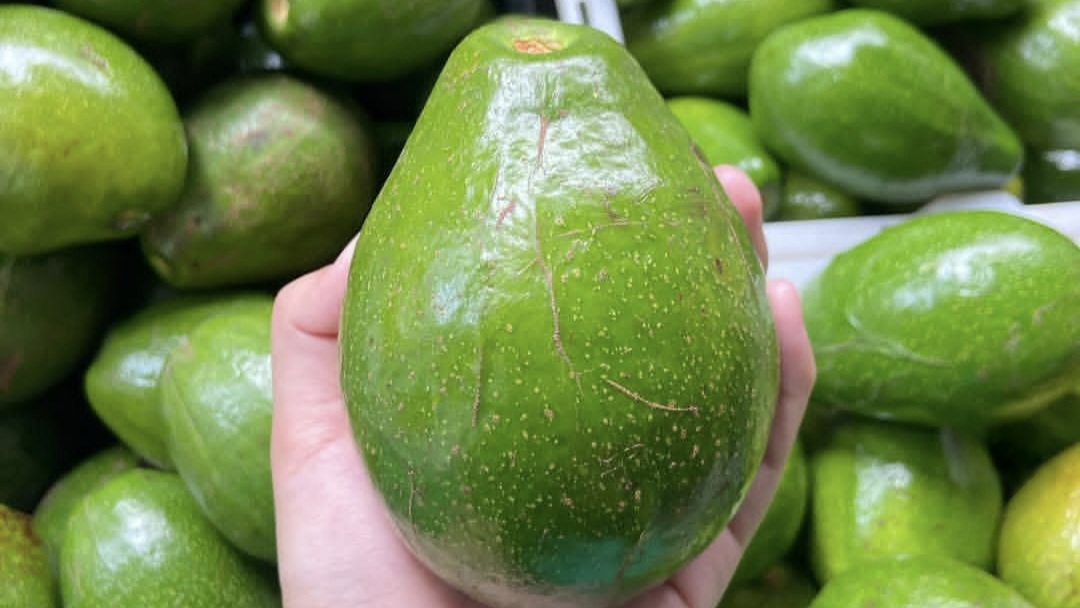 Alpukat: Solusi Obat Alami Menghilangkan Penyakit Kolestrol