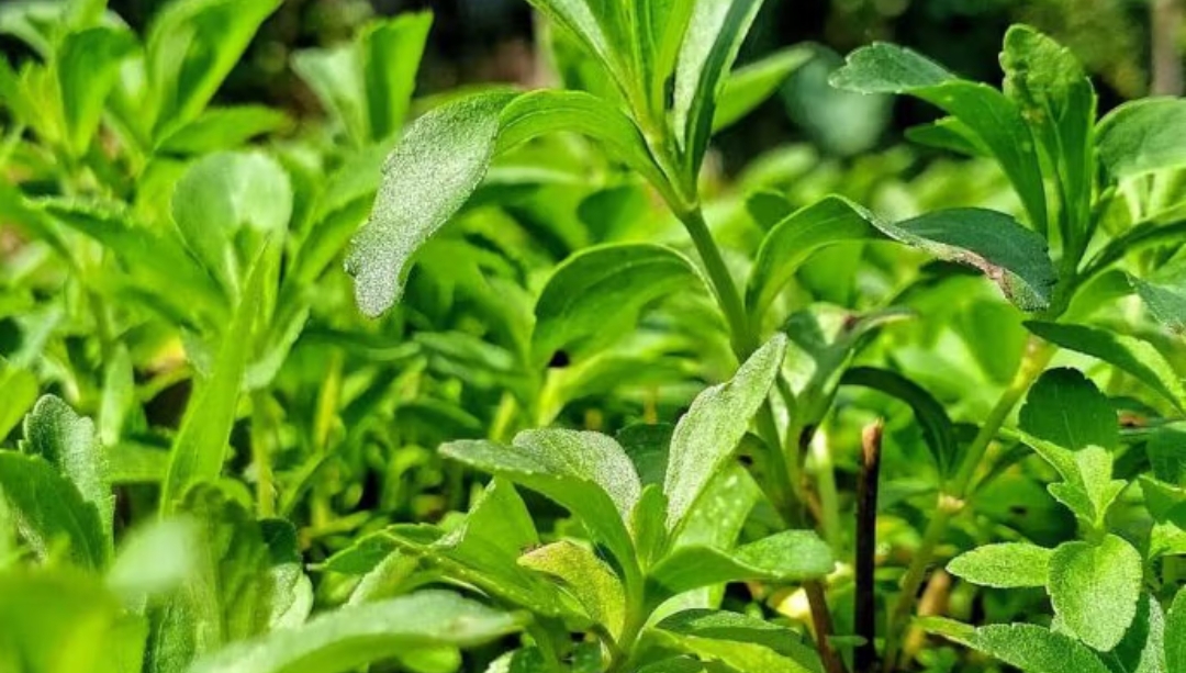 Stevia: Solusi Alami untuk Menurunkan Berat Badan dengan Manis yang Sehat