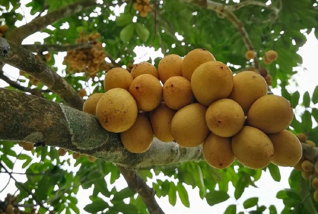 Dibalik Rasanya yang Sedikit Asam,Ternyata Buah Langsat Mampu Mecerahkan Kulit Bikin Glowing