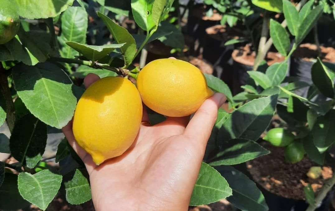 4 Solusi Meningkatkan Imun Tubuh, Dengan Mengonsumsi buah lemon Kamu Bisa Merasakan Manfaatnya