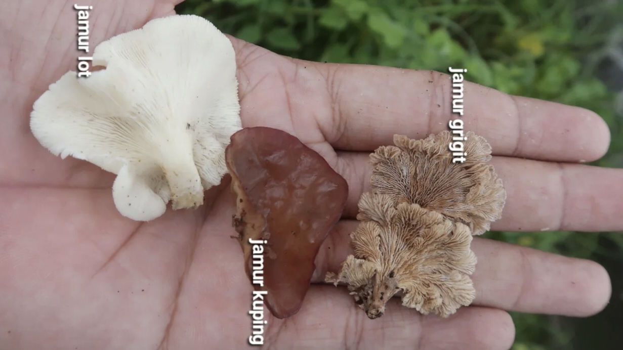 Manfaat Konsumsi Jamur, Obat Manjur Buat Kulit Anda Tetap Awet Muda